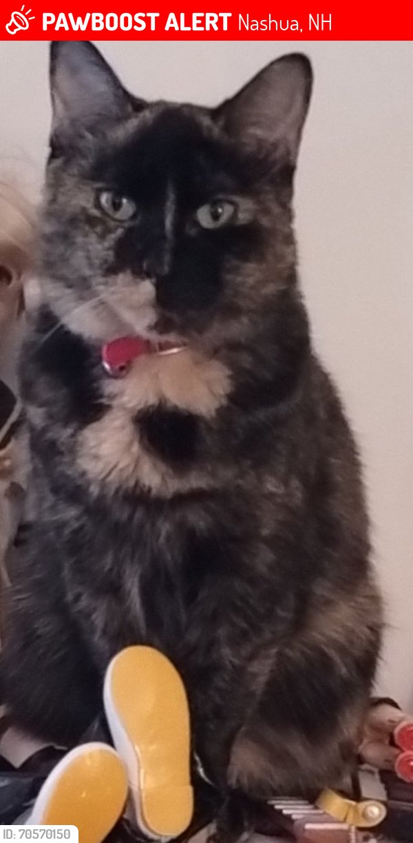 Lost Female Cat last seen Chapel hill rd, broad street elementary, broad street road, Nashua, NH 03064