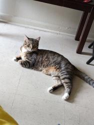 Lost Male Cat last seen Near Riverside Lane in Monroe, outside the apartments!, Monroe, NC 28110