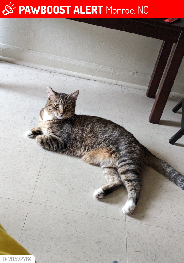 Lost Male Cat last seen Near Riverside Lane in Monroe, outside the apartments!, Monroe, NC 28110