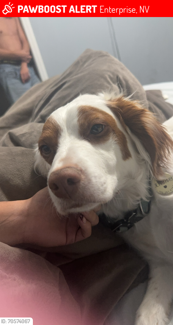 Lost Female Dog last seen neighborhood , Enterprise, NV 89178