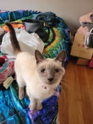 Lost Female Cat last seen Fairway Dr & seaside dr, Pacifica, CA 94044
