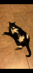 Lost Male Cat last seen Frederick street and ave 50 and 51 Coaca ca , Coachella, CA 92236