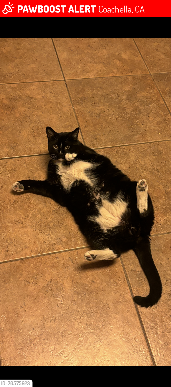 Lost Male Cat last seen Frederick street and ave 50 and 51 Coaca ca , Coachella, CA 92236