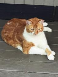 Lost Male Cat last seen Cherokee and Oakleaf, Richmond, VA 23235
