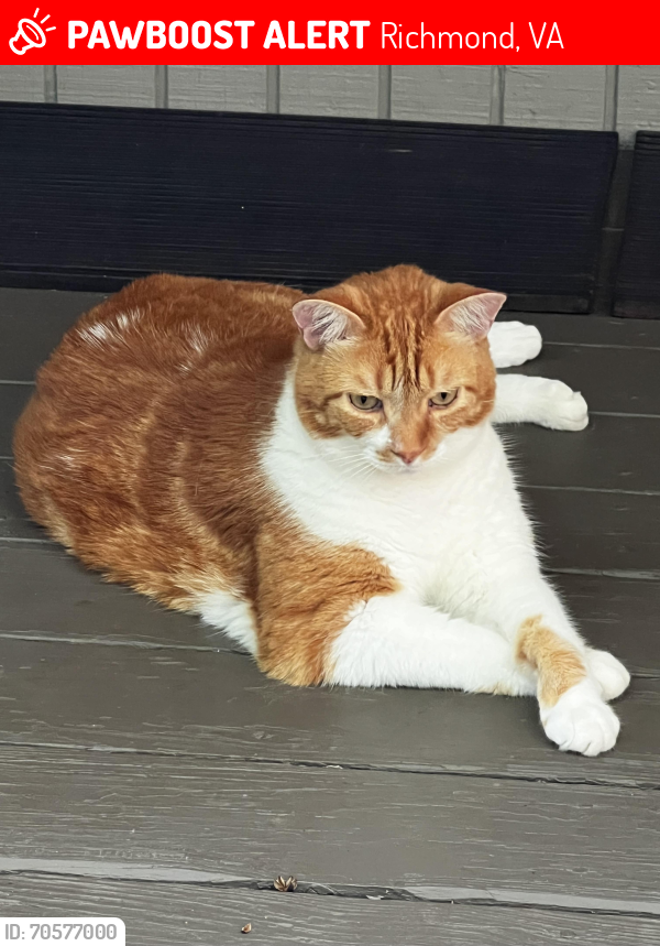 Lost Male Cat last seen Cherokee and Oakleaf, Richmond, VA 23235
