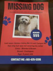 Lost Male Dog last seen Lost Canyon Road & Golden Valley Road, Santa Clarita, CA 91321