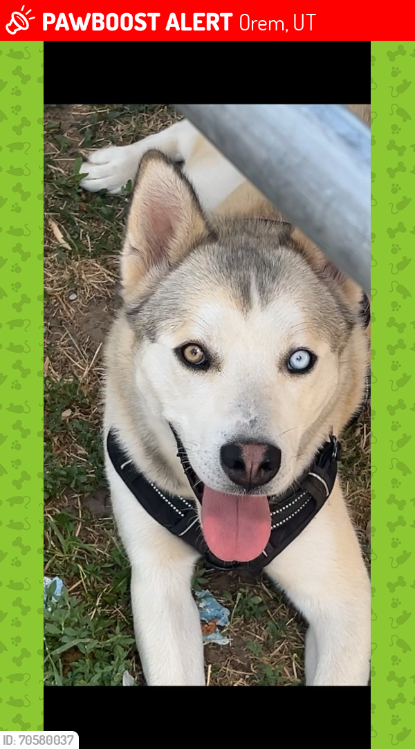 Orem, UT Lost Male Dog, Kona Is Missing PawBoost