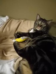 Lost Male Cat last seen Near s Old Airport Rd Pontiac IL, Pontiac, IL 61764