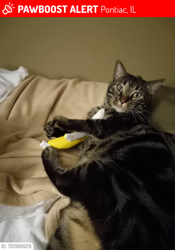 Lost Male Cat last seen Near s Old Airport Rd Pontiac IL, Pontiac, IL 61764