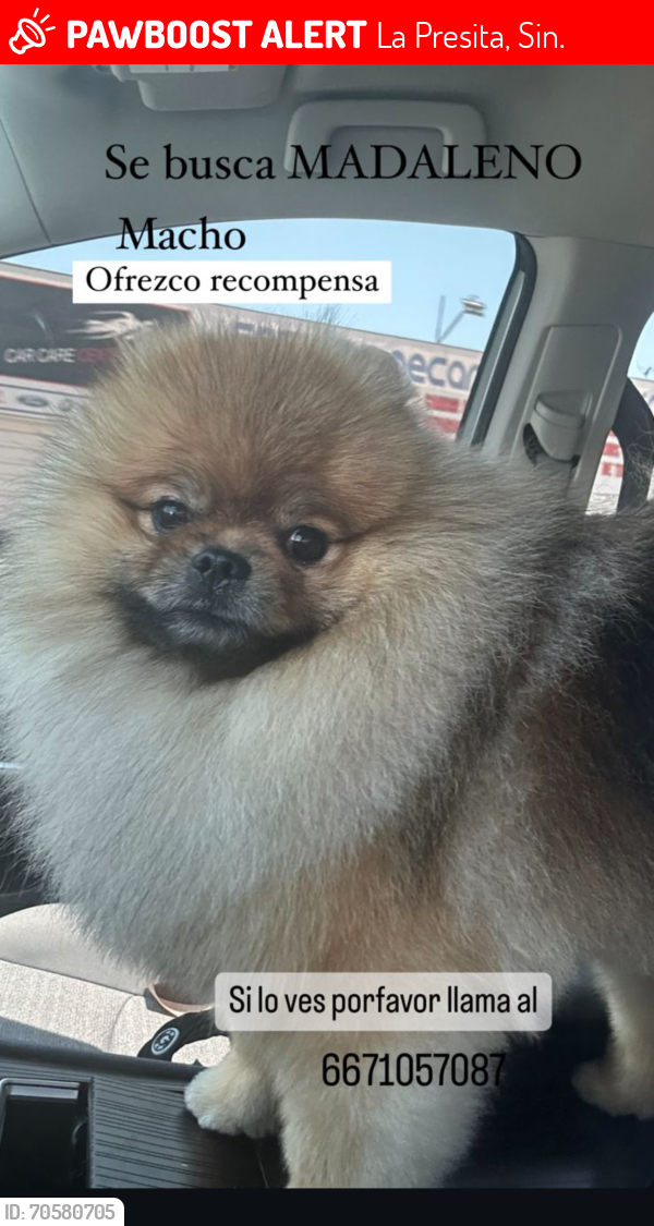 Lost Male Dog last seen Campo Morelia, La Presita, Sin. 80301