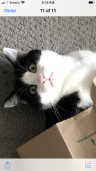 Lost Male Cat last seen Marion Oaks Trail, Ocala, FL 34473