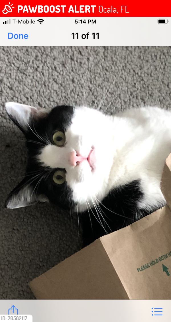 Lost Male Cat last seen Marion Oaks Trail, Ocala, FL 34473