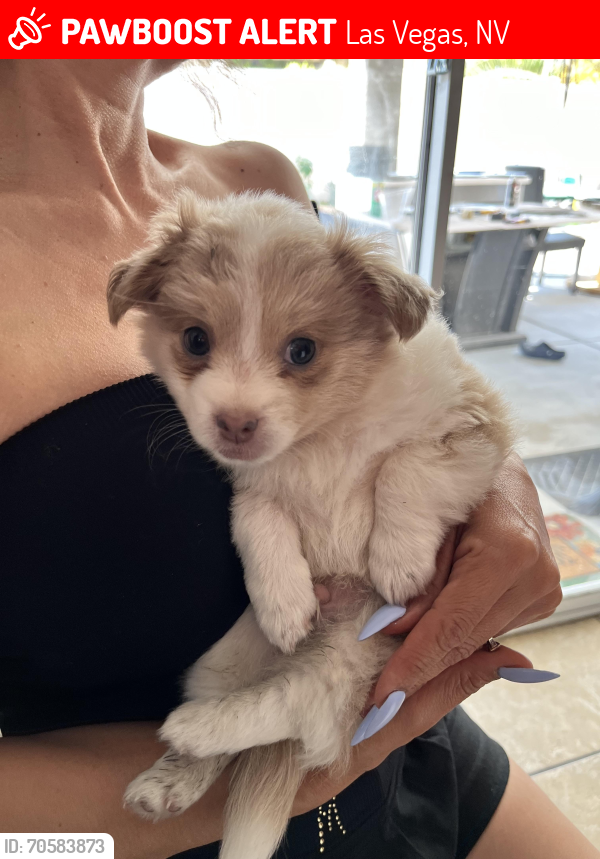 Lost Male Dog last seen Craig/Lamb, Las Vegas, NV 89115