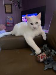 Lost Male Cat last seen W 16th st and W 24th st by the hosp, Yuma, AZ 85364