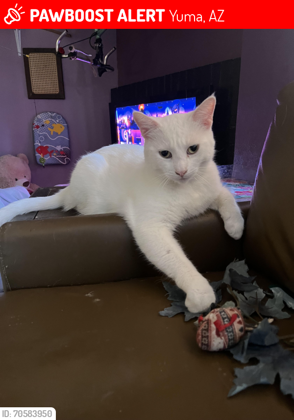 Lost Male Cat last seen W 16th st and W 24th st by the hosp, Yuma, AZ 85364