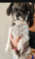 Lost Female Dog last seen SW.80th St and 154th Ave., Miami, FL 33193