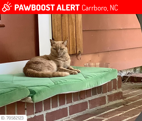 Lost Female Cat last seen W main st Carrboro nc 27510, Carrboro, NC 27510