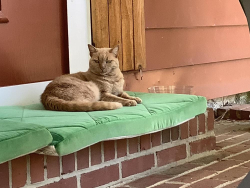 Lost Female Cat last seen W main st Carrboro nc 27510, Carrboro, NC 27510