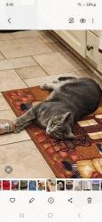Lost Male Cat last seen Meadowview Subdivision, Cross Lanes, WV 25313