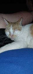 Lost Male Cat last seen Main St and Ferry St, Lafayette, IN 47901
