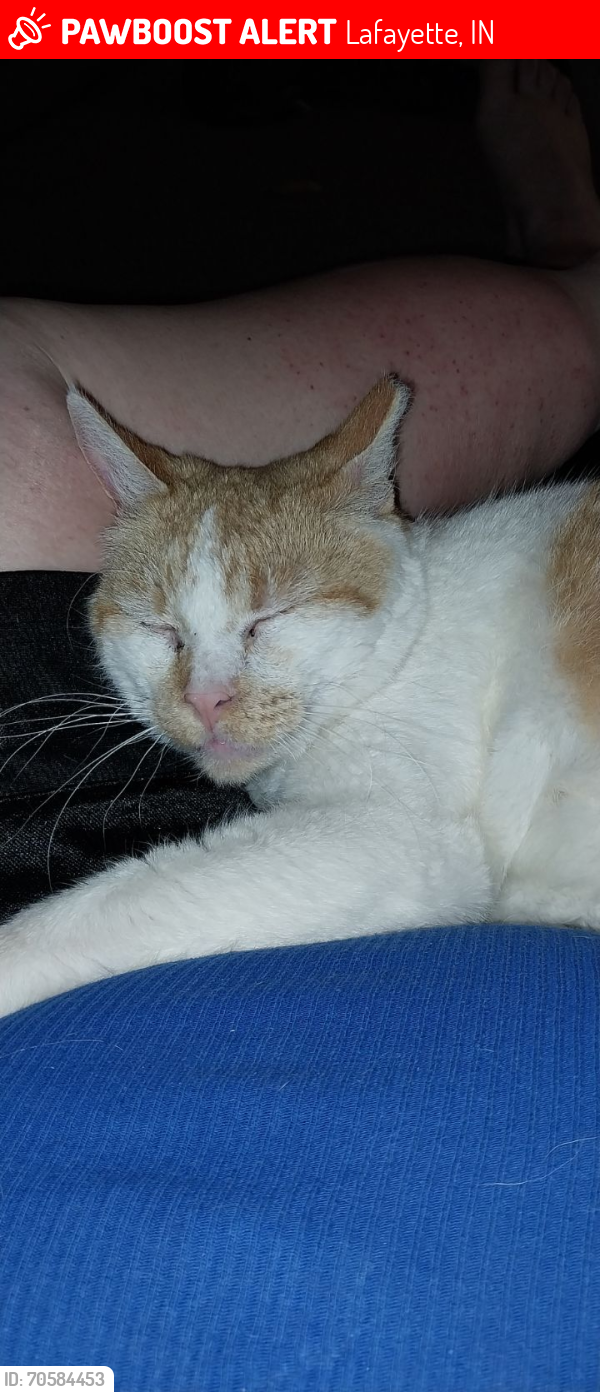 Lost Male Cat last seen Main St and Ferry St, Lafayette, IN 47901