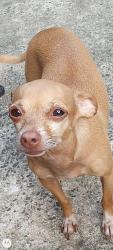 Lost Female Dog last seen Near Lookout Pt rd, West columbia, West Columbia, SC 29172