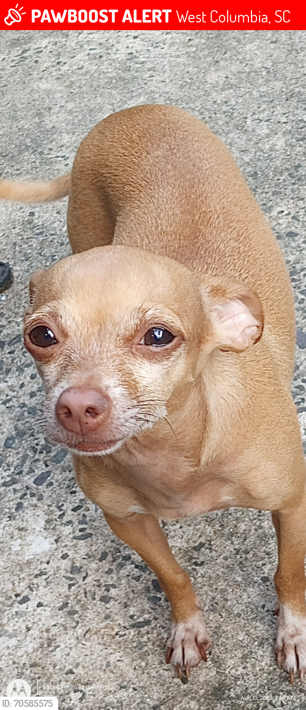 Lost Female Dog last seen Near Lookout Pt rd, West columbia, West Columbia, SC 29172