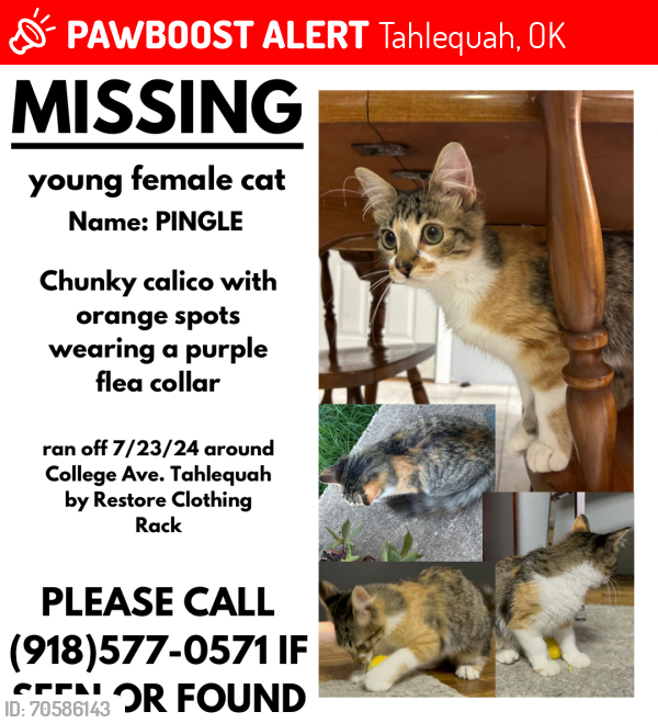 Lost Female Cat last seen Louellen St, Tahlequah, Ok, Tahlequah, OK 74464