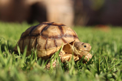 Reunited Unknown Reptile last seen Merced and Lark Ellen, West Covina, CA 91790