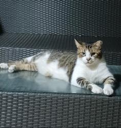 Lost Male Cat last seen Valencia and Charlestowne community , Miami, FL 33186