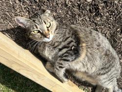 Lost Male Cat last seen Wyandotte and Waycross, Fishers, IN 46038