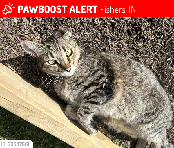 Lost Male Cat last seen Wyandotte and Waycross, Fishers, IN 46038