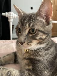 Lost Male Cat last seen Glan-Y-Ffordd, Taff's Well, Wales CF15 7SZ