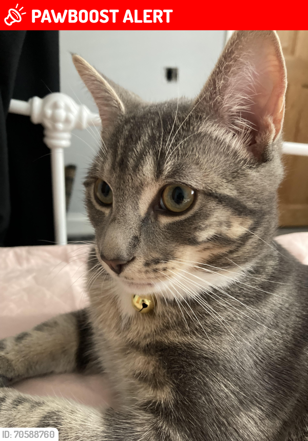 Lost Male Cat last seen Glan-Y-Ffordd, Taff's Well, Wales CF15 7SZ