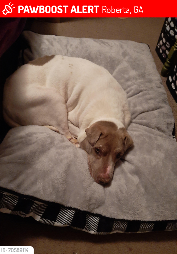 Lost Female Dog last seen Hortman Mill Road, Jackson Road, Rowell Road, Roberta, GA 31078