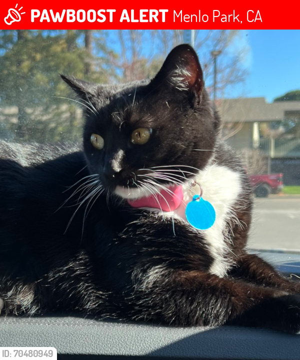 Lost Female Cat last seen Avy and Alameda de las Pulgas, Menlo Park, CA 94025