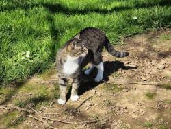 Lost Female Cat last seen Valley Christian church, Wilsonville, OR 97070
