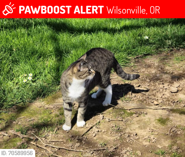 Lost Female Cat last seen Valley Christian church, Wilsonville, OR 97070