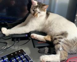 Lost Male Cat last seen broadacres east and william nicol, Midrand, GP 