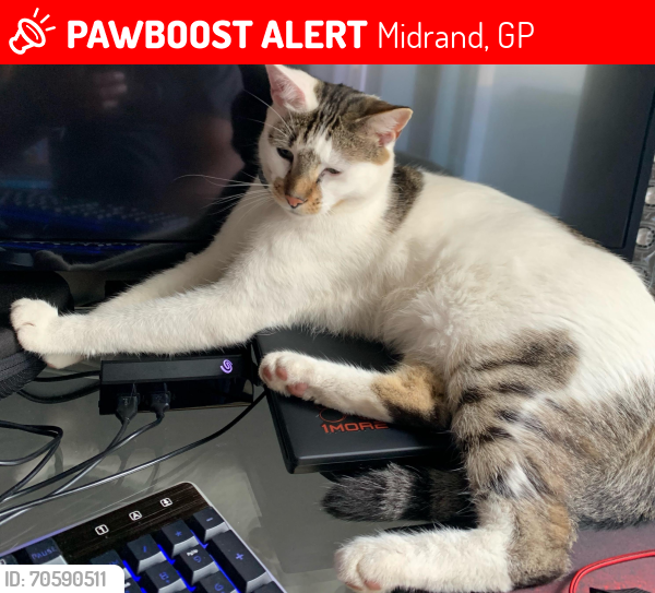 Lost Male Cat last seen broadacres east and william nicol, Midrand, GP 