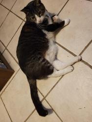 Lost Male Cat last seen Burlington Ave./Old Parsonage Rd./Fruitwood Ave., Charleston, SC 29414