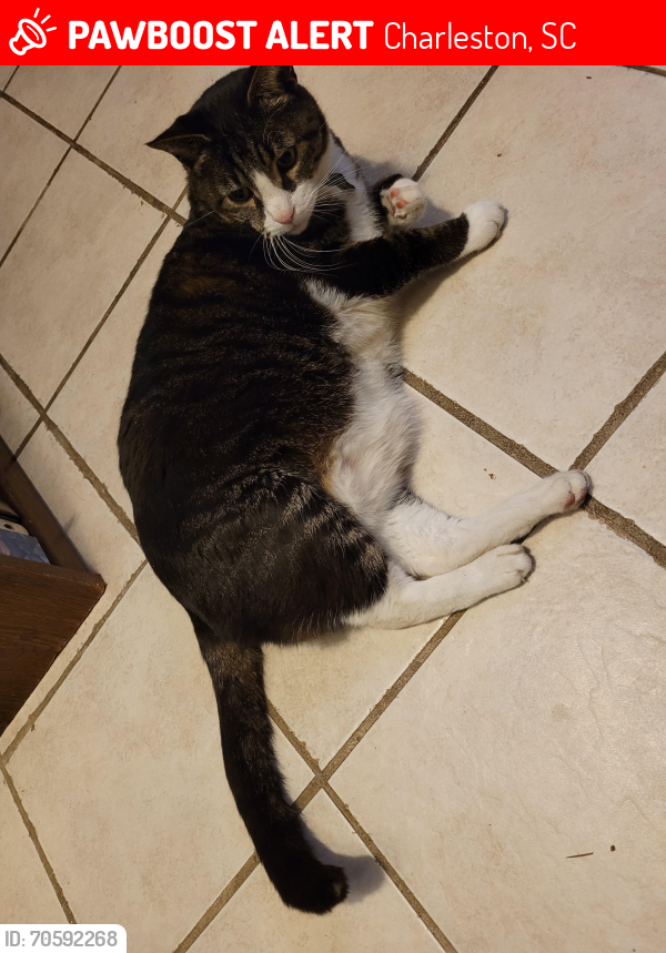 Lost Male Cat last seen Burlington Ave./Old Parsonage Rd./Fruitwood Ave., Charleston, SC 29414