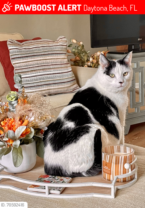 Lost Male Cat last seen Near White Herron Drive, Daytona Beach, FL 32119