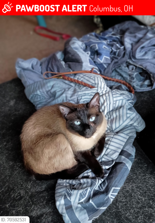 Lost Male Cat last seen Near fountain Lane Columbus Ohi043213, Columbus, OH 43203