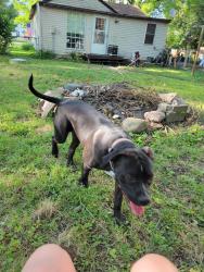 Lost Female Dog last seen Rockville rd and high school , Indianapolis, IN 46241