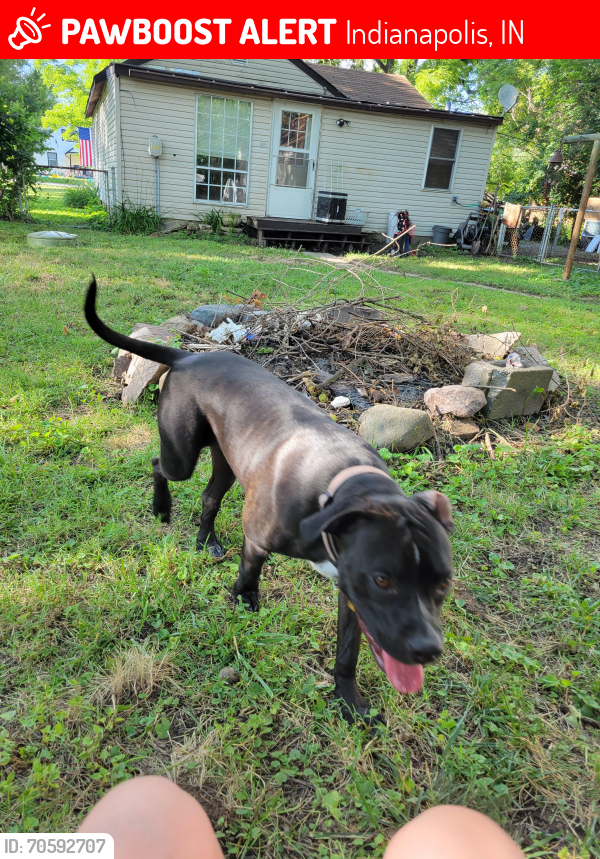 Lost Female Dog last seen Rockville rd and high school , Indianapolis, IN 46241