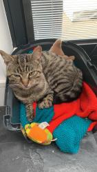 Lost Male Cat last seen Glebelands rd -Troon rd, Wythenshawe, England M23