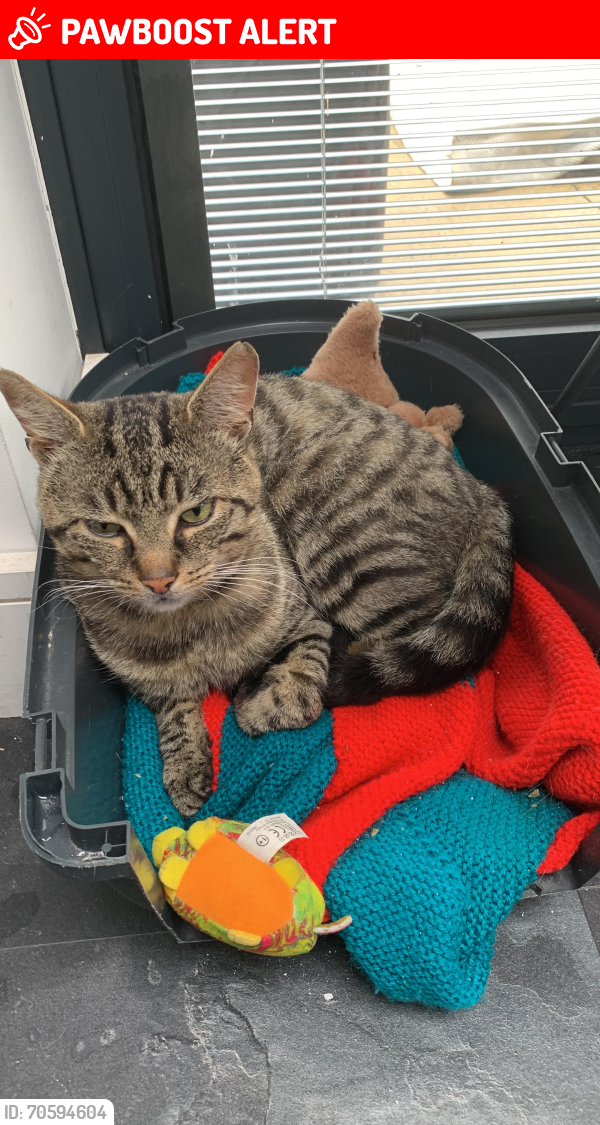 Lost Male Cat last seen Glebelands rd -Troon rd, Wythenshawe, England M23