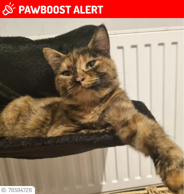 Lost Female Cat last seen Carnhill area, Carnmoney , Glengormley, Northern Ireland BT36