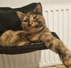 Lost Female Cat last seen Carnhill area, Carnmoney , Glengormley, Northern Ireland BT36